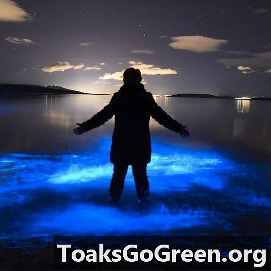 Surf bioluminiscente en Tasmania