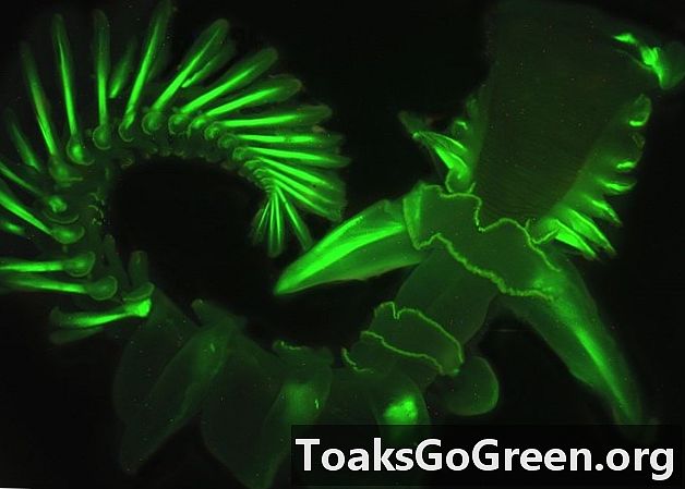 Črv iz bioluminiscentne cevi