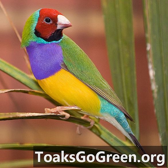 Цветът на главата на птицата определя нейната индивидуалност