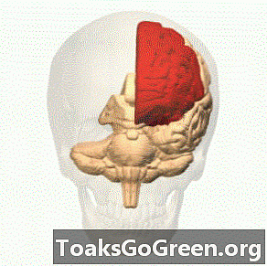 De grote frontale kwab van de hersenen is niet wat mensen slimmer maakt, zegt onderzoek