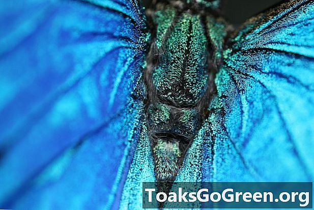 Крилата на пеперудата вдъхновяват дизайна на водоотблъскваща повърхност