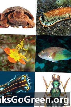 Kalifornijos mokslų akademija 2011 metais aprašė 140 naujų rūšių