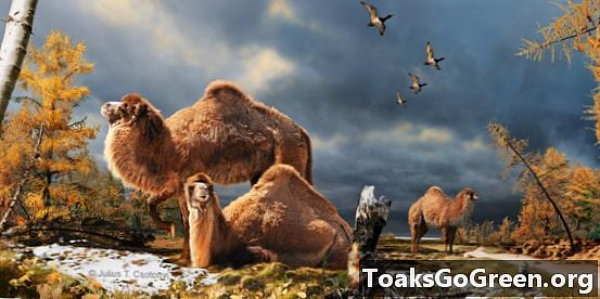 I cammelli vivevano una volta nell'alto artico
