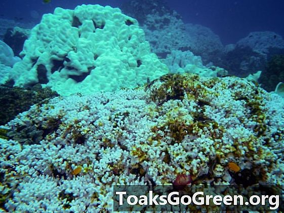 Kas korallid saavad kliimamuutustega kohaneda?