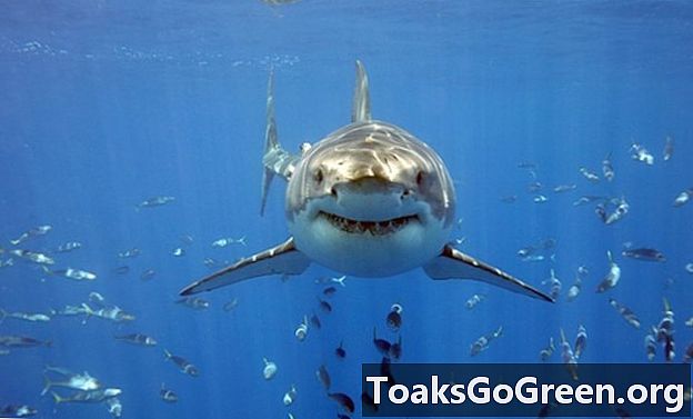 ¿Pueden los tiburones sonreír?