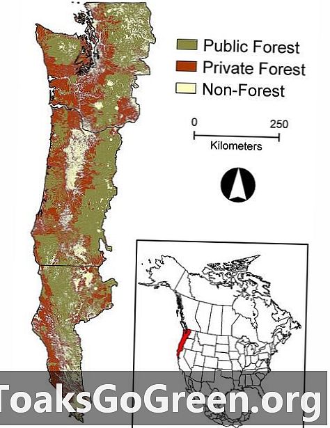 Секвестрація вуглецю - несподівана користь лісового плану