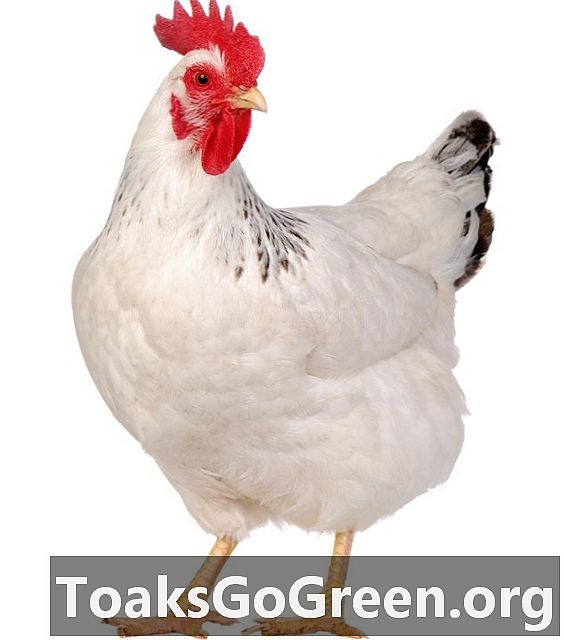 Пилетата с по-големи воденички са по-ефективни