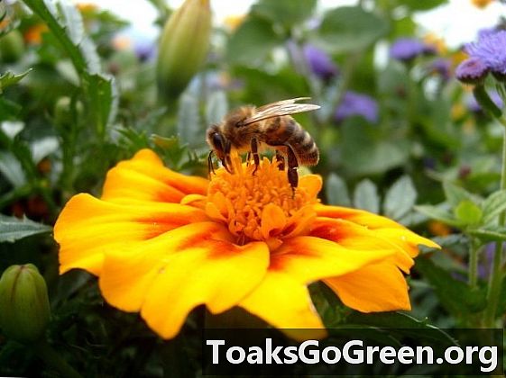 Claire Kremen: Les abelles salvatges i el futur dels aliments
