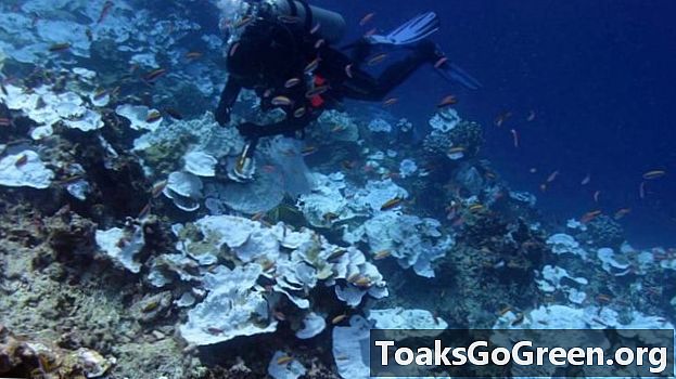 Ang mga Coral reef ay tinamaan ng husto sa pamamagitan ng pagpapaputi