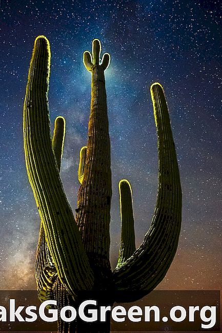 Saguaro cósmico