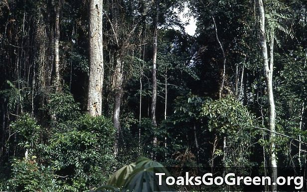 Ontbossing maakt regenwouden droger