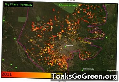 Ang paglulunsad ng Deforestation tracker Rio + 20 ay inilunsad