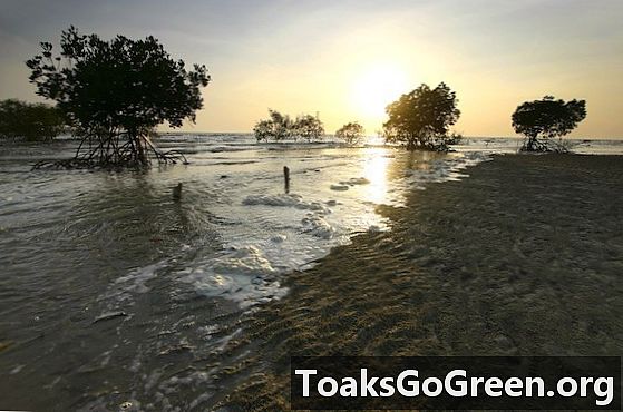 Hancur habitat pantai menghasilkan gas rumah hijau yang penting