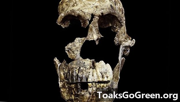 Existoval tento ľudský druh spolu s našimi predkami?