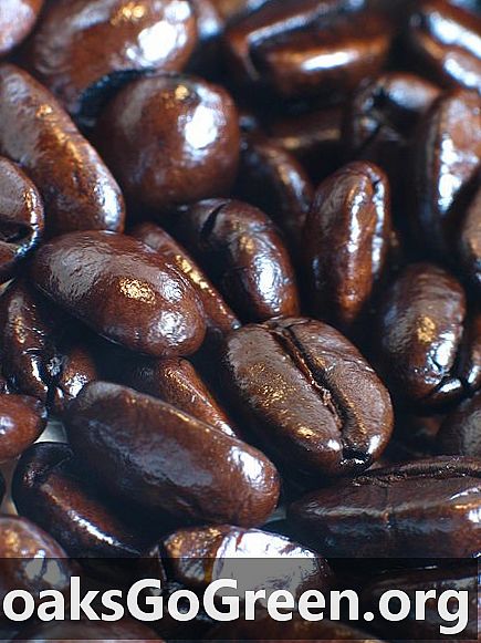 Bekjemper mysteriumkomponenten i kaffe Alzheimers?
