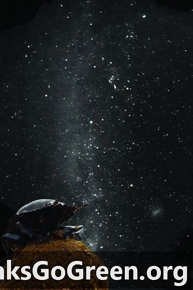 粪甲虫在夜间使用银河系导航
