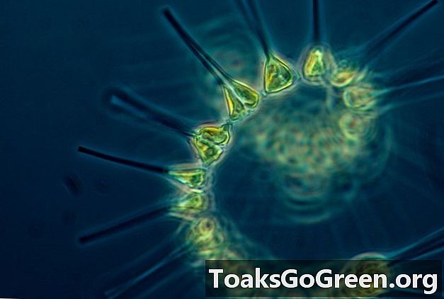 UV fra sollys exciterer nanopartikler til at dræbe planteplankton i laboratorieindstilling
