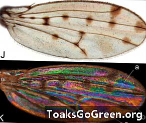 Ekaterina Ševcova: Prozorna krila žuželk dejansko barve mavrice