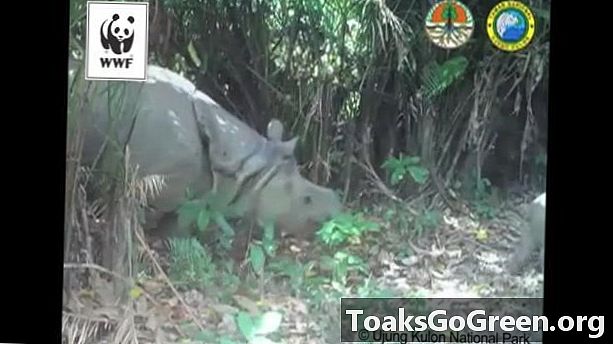 Truede Javan-næsehorn, der blev fanget på film, sammen med babyer