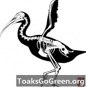 Izumrla jamajška ptica je klubska krila uporabljala za krpanje sovražnikov