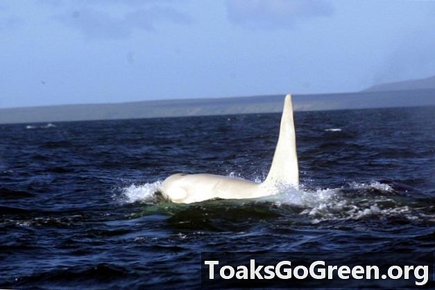 La balena bianca estremamente rara catturata dalla macchina fotografica