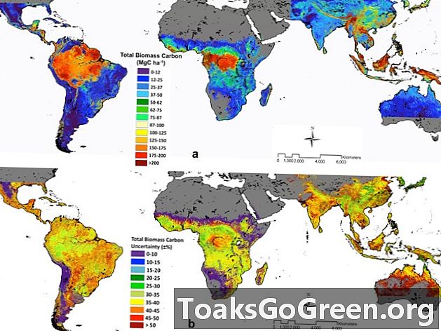Peta pertama kali mengungkapkan di mana hutan tropis menyimpan karbon