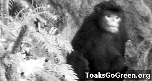 Първи снимки на новооткрит примат