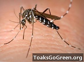 פלורידה נגד יתושים GM