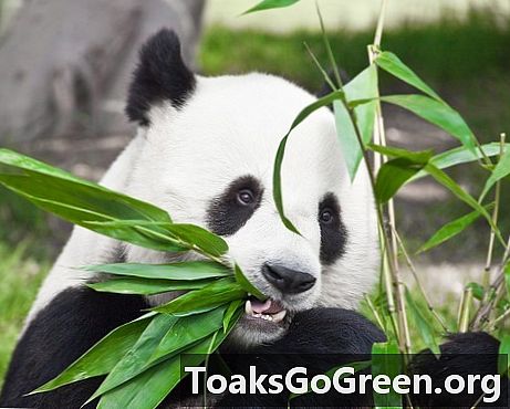 Para pandas, o buffet de bambu pode ficar curto
