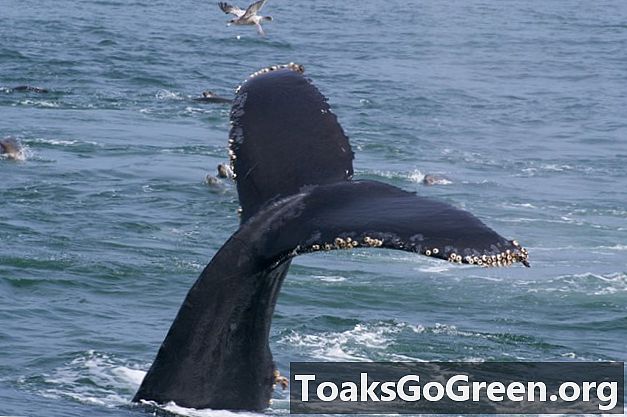 Копальні барила допомагають відстежувати міграції стародавніх китів