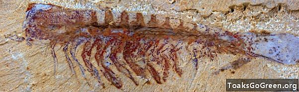 Фосилът разкрива най-ранната известна централна нервна система на животно