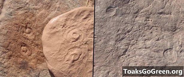 Fossielen van 2 nieuwe wezens uit het begin van het dierenleven