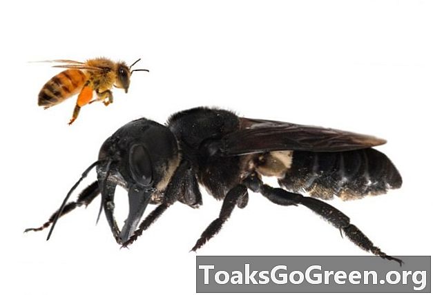 Najdeno: največja čebela na svetu