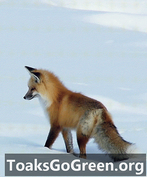 Foxes menggunakan medan magnet bumi untuk melompat pada mangsa