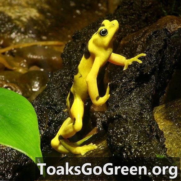 Perdagangan katak dikaitkan dengan penyebaran penyakit amfibia global