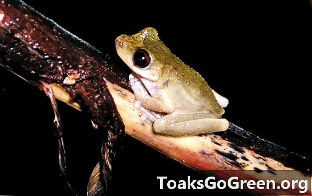 Glivična bolezen po vsem svetu ubija žabe, krastače, salame