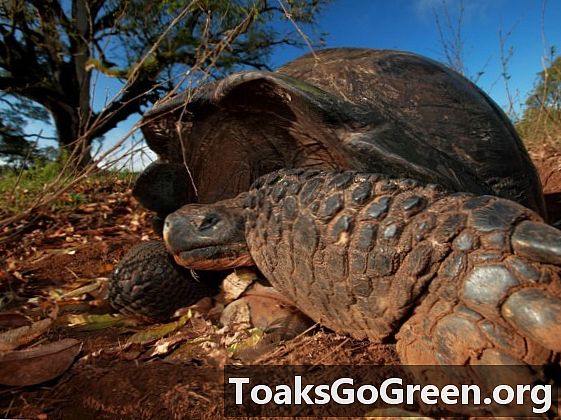 Galapagos-reuzenschildpadden migreren, zij het langzaam en niet te ver