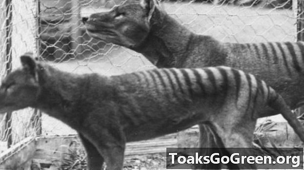 La investigación genética revela secretos de extintos tigres de Tasmania