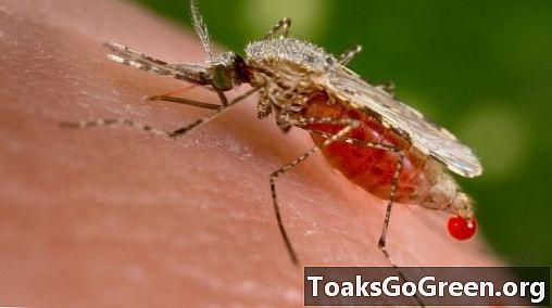 基因工程蚊子不能传播疟疾