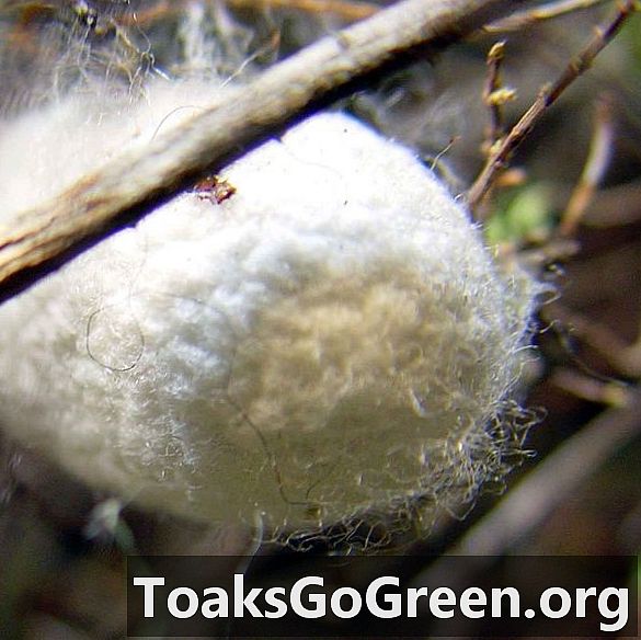 Bichos-da-seda geneticamente modificados com genes de aranha giram super seda