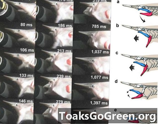 Goblin shark video, Greenland shark news