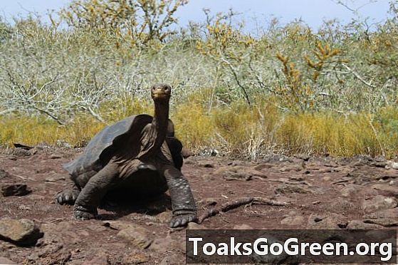 Gode ​​nyheder! Unge skildpadder plettet på øen Galapagos