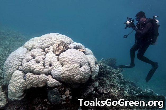 Rạn san hô Great Barrier đang chết dần
