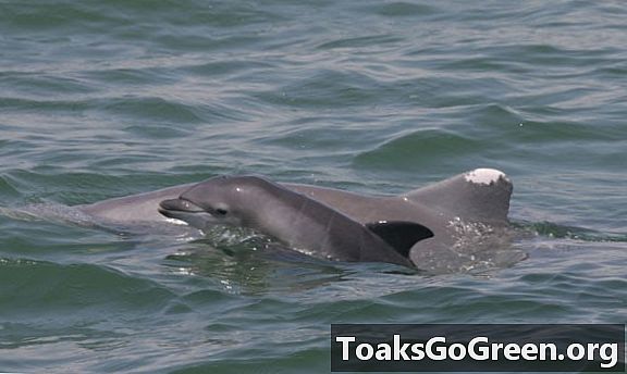 Mexikanska golfen delfiner dödsfall troligen på grund av olja