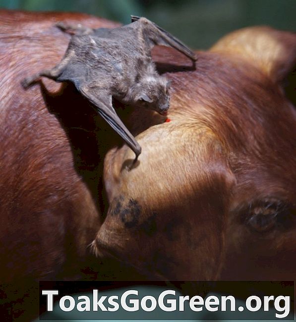 Hľadajú teplo upírie netopiere na krvi