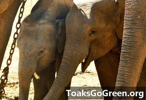 Hősütéses gyilkos fogságban lévő elefántok