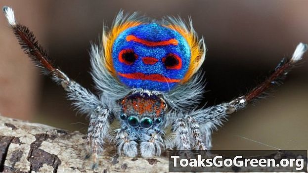 Hier sind 3 erstaunliche Kunststücke von Spinnen