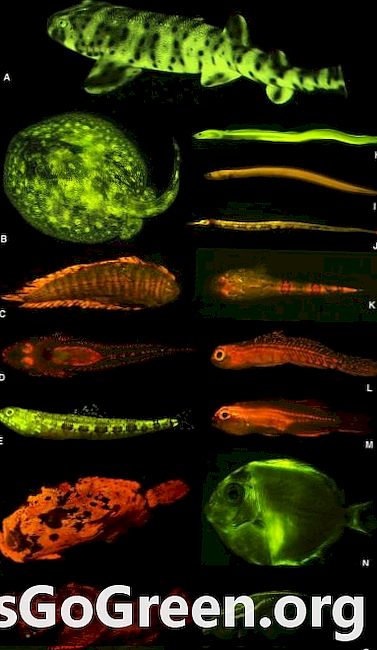 Universul ascuns de biofluorescență de pește a fost dezvăluit
