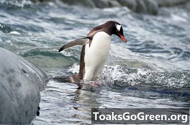 Kā pingvīna dzīvesveids ietekmē tā izturību pret klimata izmaiņām