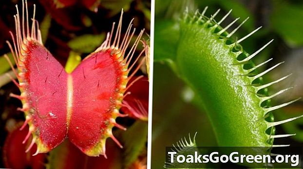 Hoe een Venus flytrap weet te sluiten